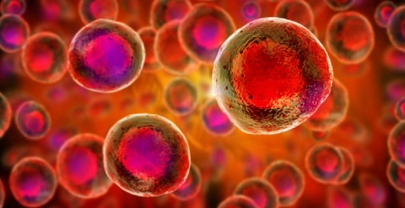 Eixo Netrina-1-Neogenina regula quiescência das células estaminais hematopoiéticas